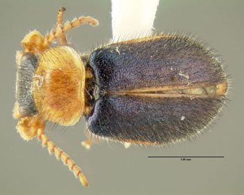 Media type: image;   Entomology 612667 Aspect: habitus dorsal view